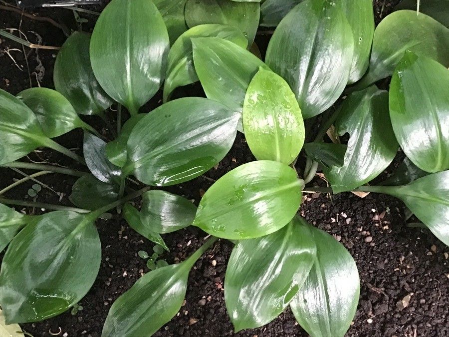 Urceolina hartwegiana leaf