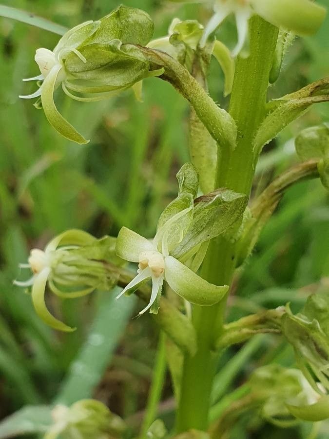 Habenaria humilior flower