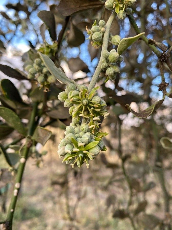 Balanites glabra flower
