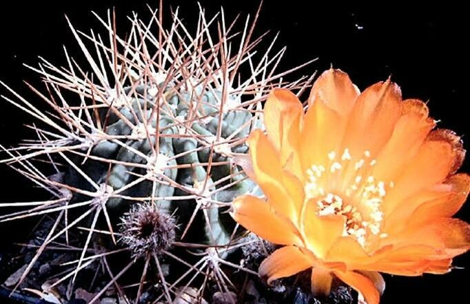 Acanthocalycium thionanthum flower