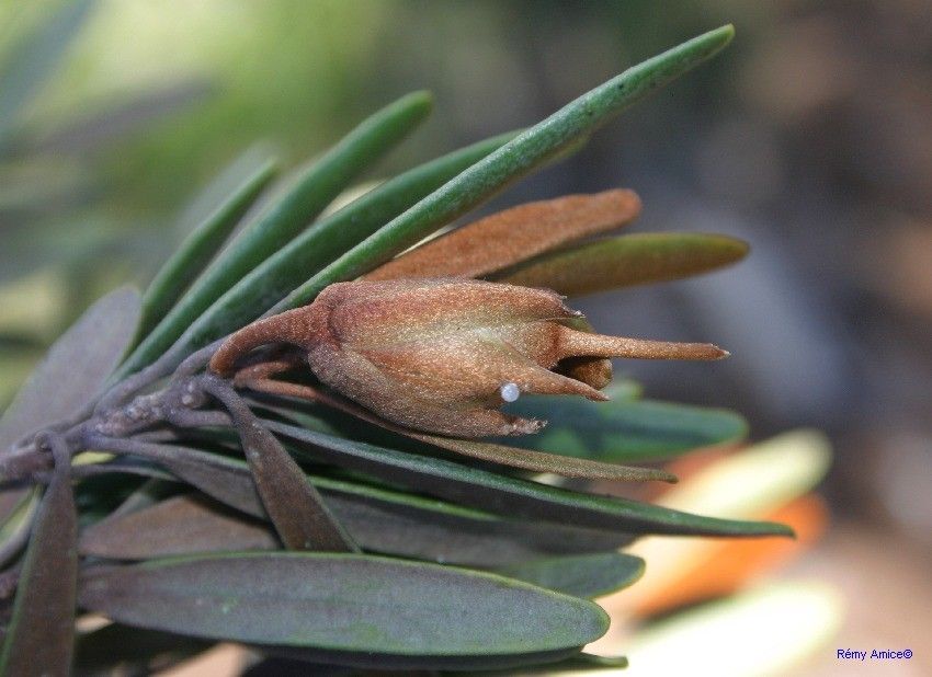 Planchonella pinifolia fruit