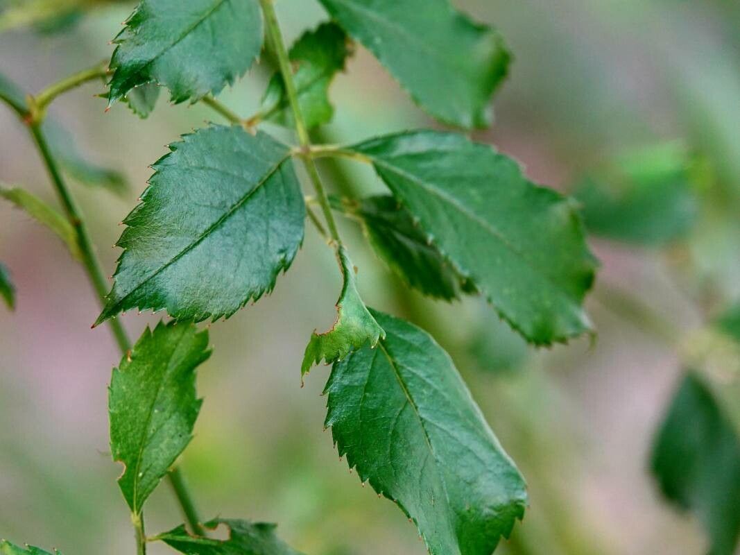 Rosa micrantha — search result for 'Syria'