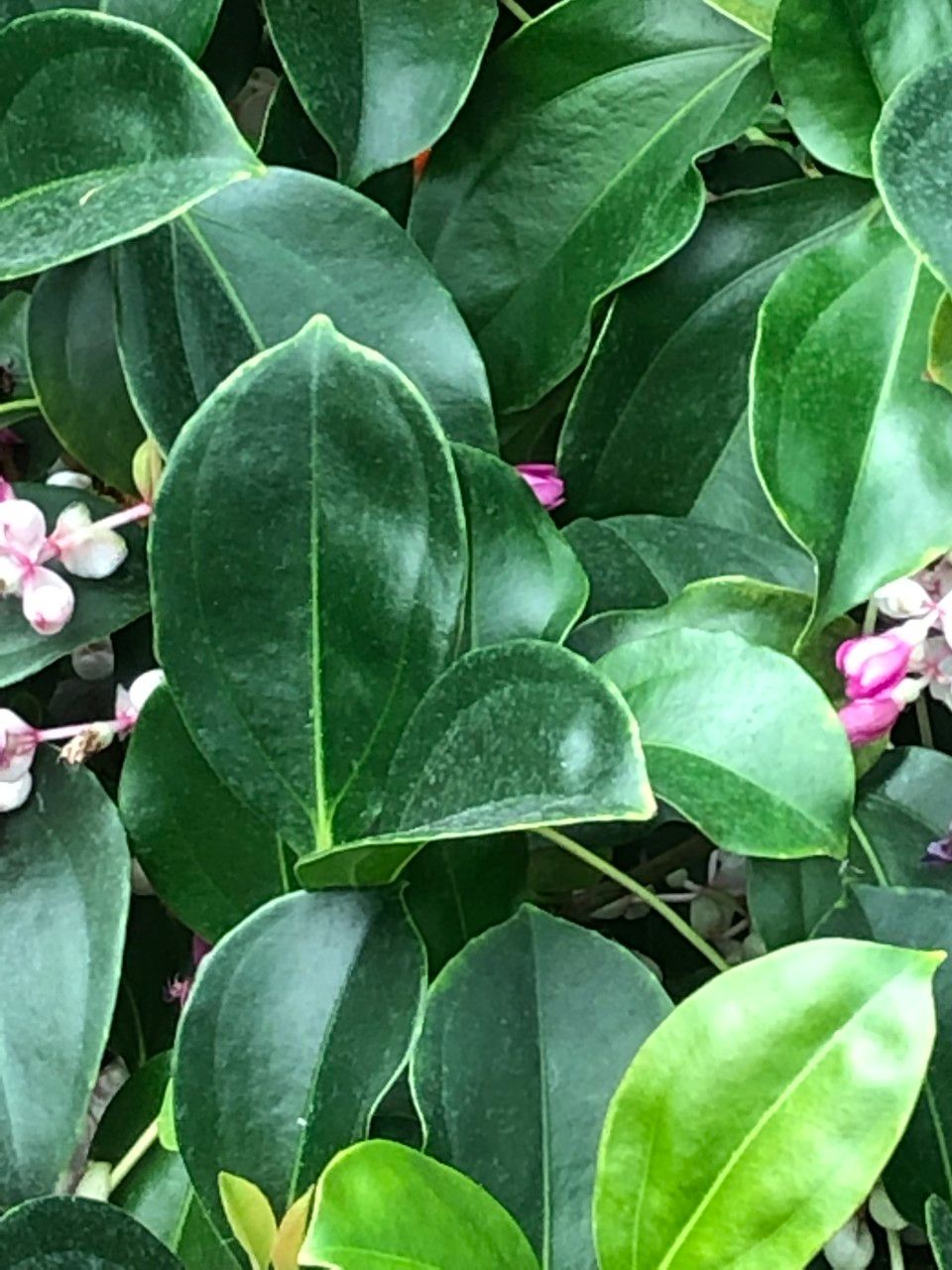 Medinilla mindorensis leaf
