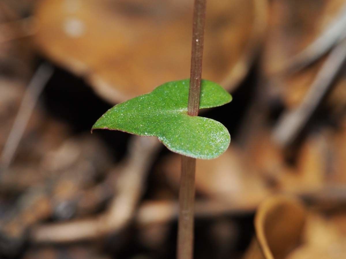 Acianthus halleanus leaf