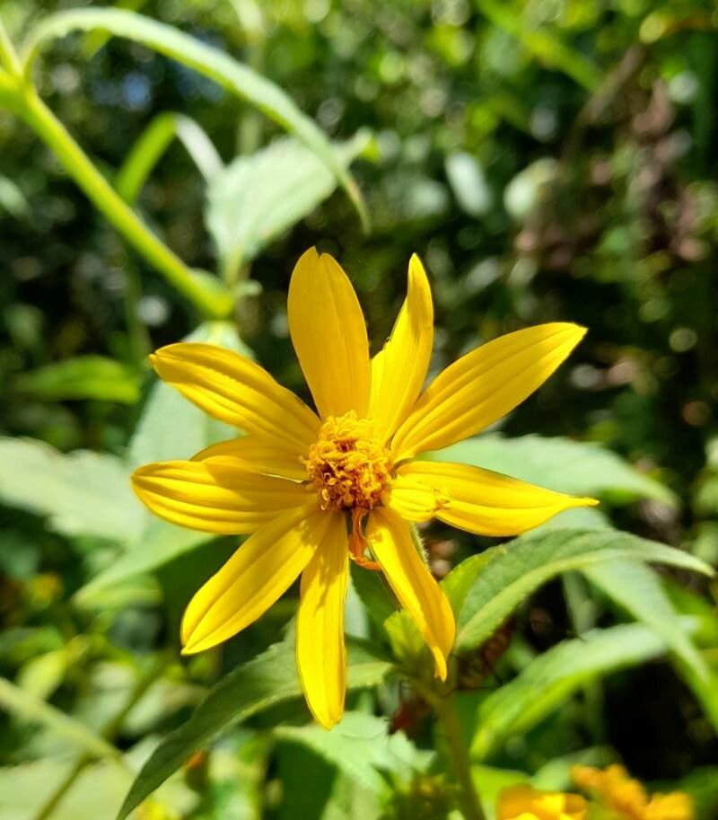 Wedelia silphioides flower