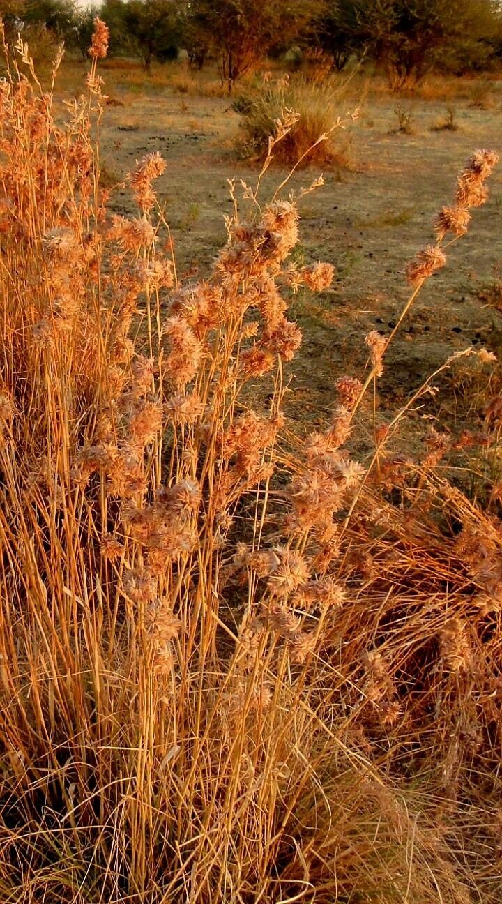 Cymbopogon schoenanthus flower
