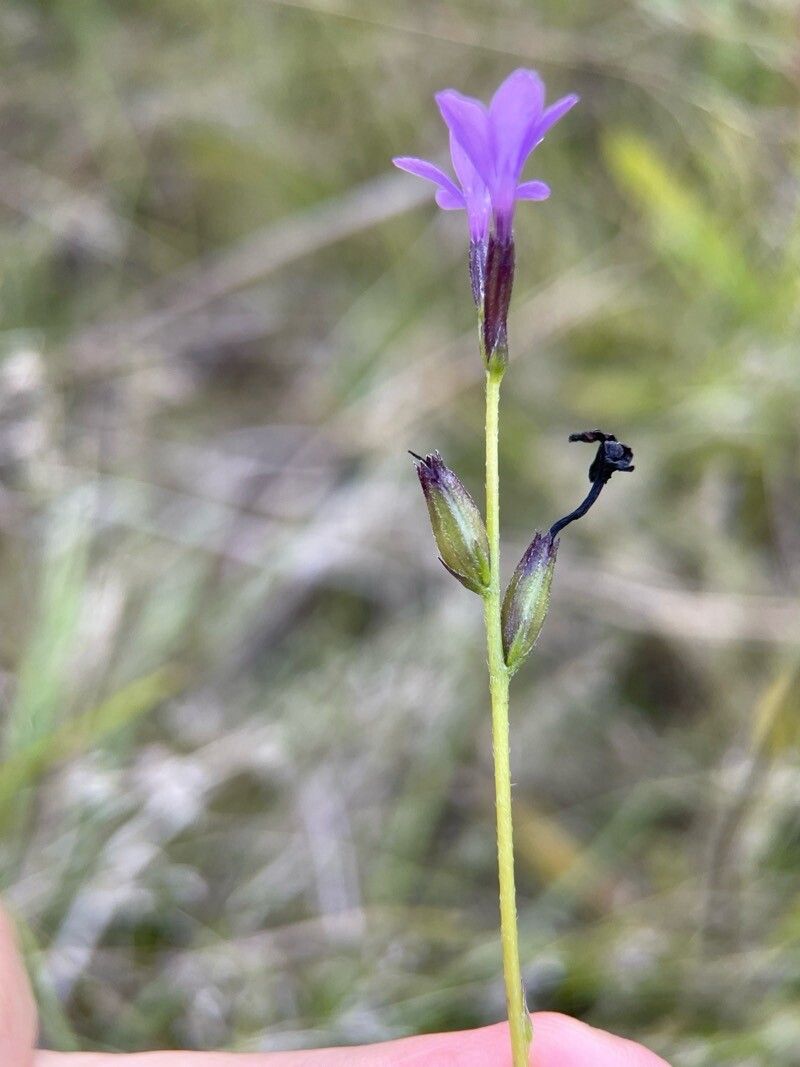 Buchnera longifolia fruit
