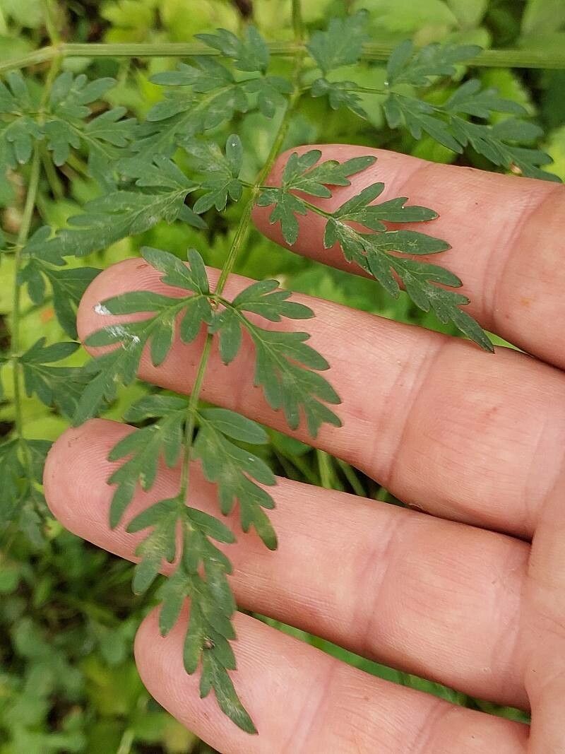 Peucedanum palustre leaf