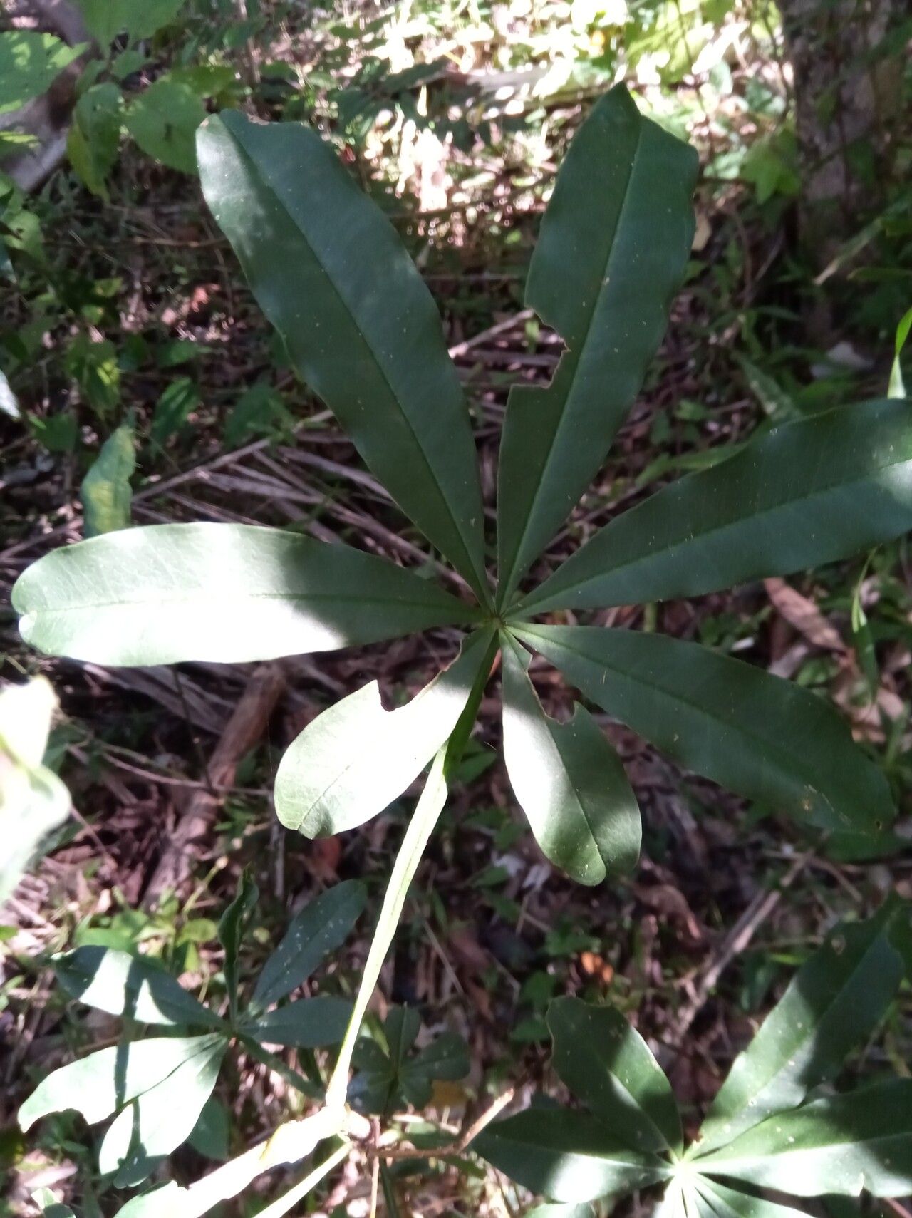 Vepris fitoravina leaf