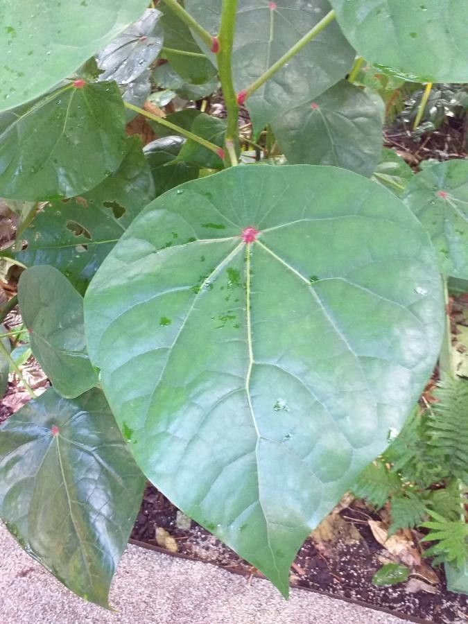 Hernandia cordigera leaf