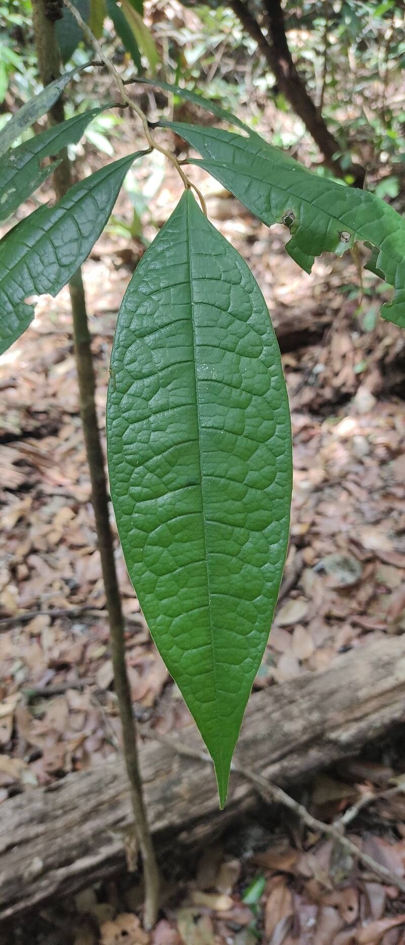 Duguetia echinophora leaf