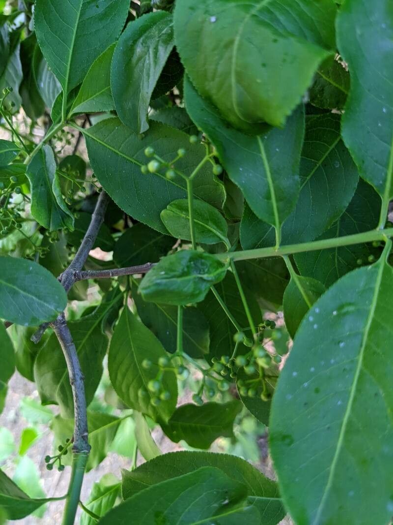 Euonymus atropurpureus fruit
