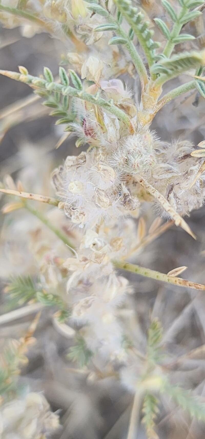 Astragalus piptocephalus fruit
