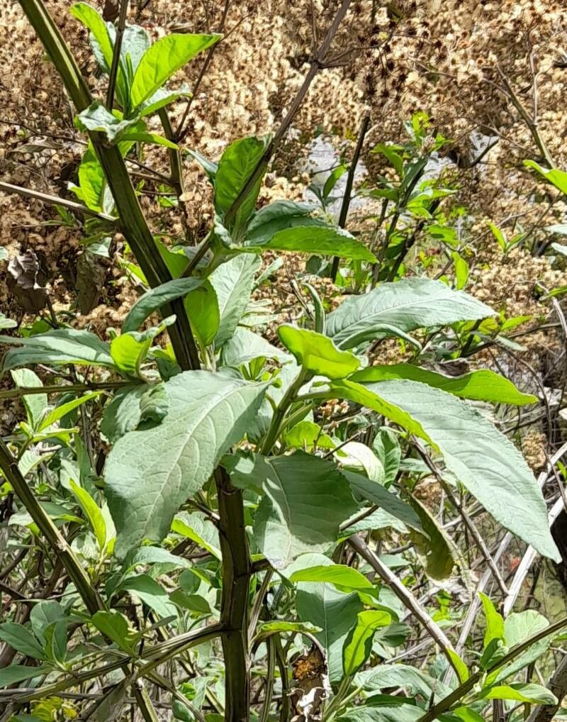 Vernonanthura pinguis — houseplant care guide