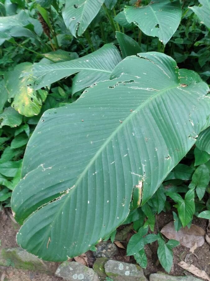 Goeppertia cylindrica — search result for 'Goeppertia'