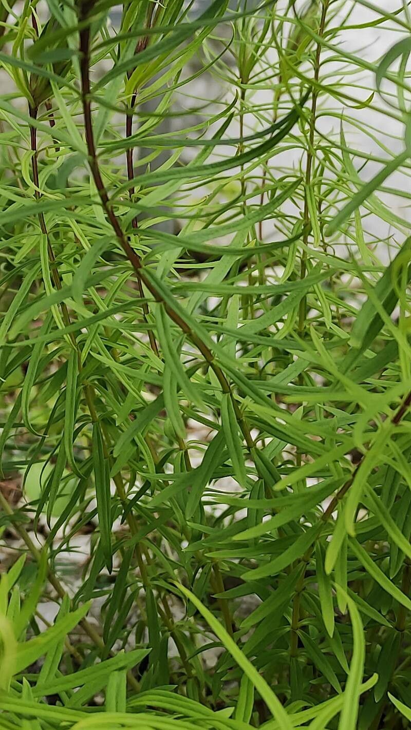 Gentiana paradoxa — houseplant care guide