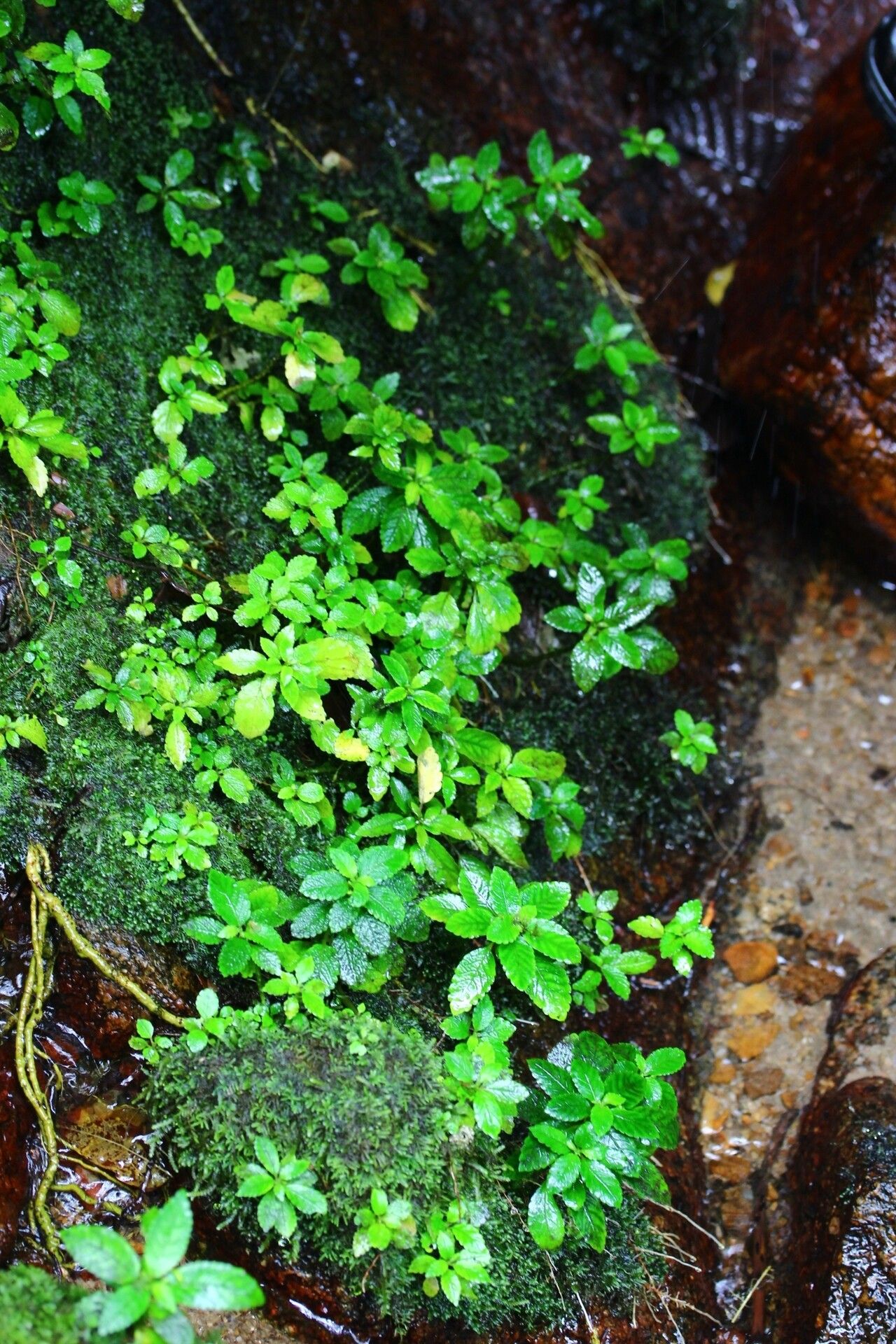 Impatiens nosymangabensis habit