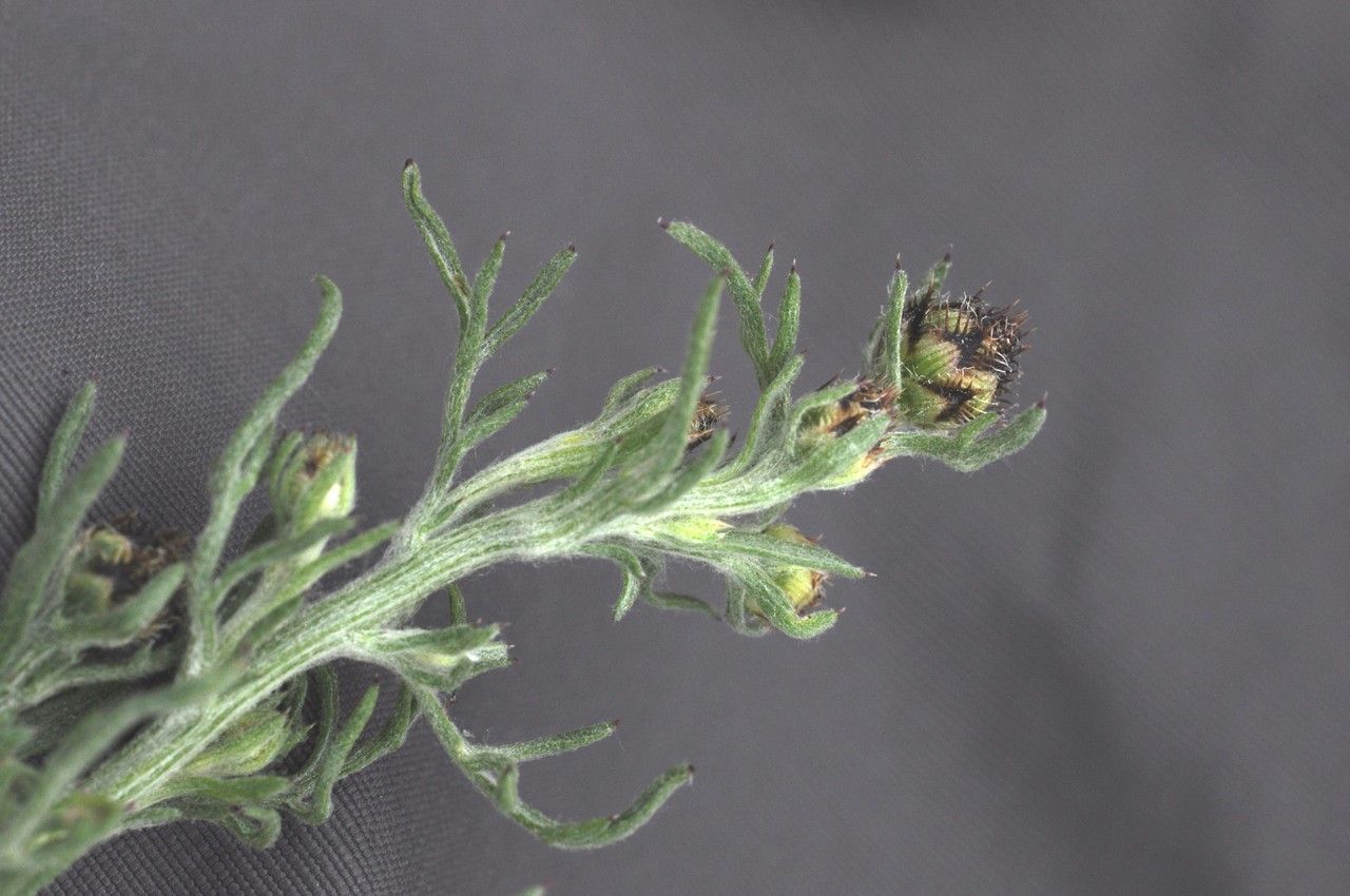 Centaurea maculosa leaf