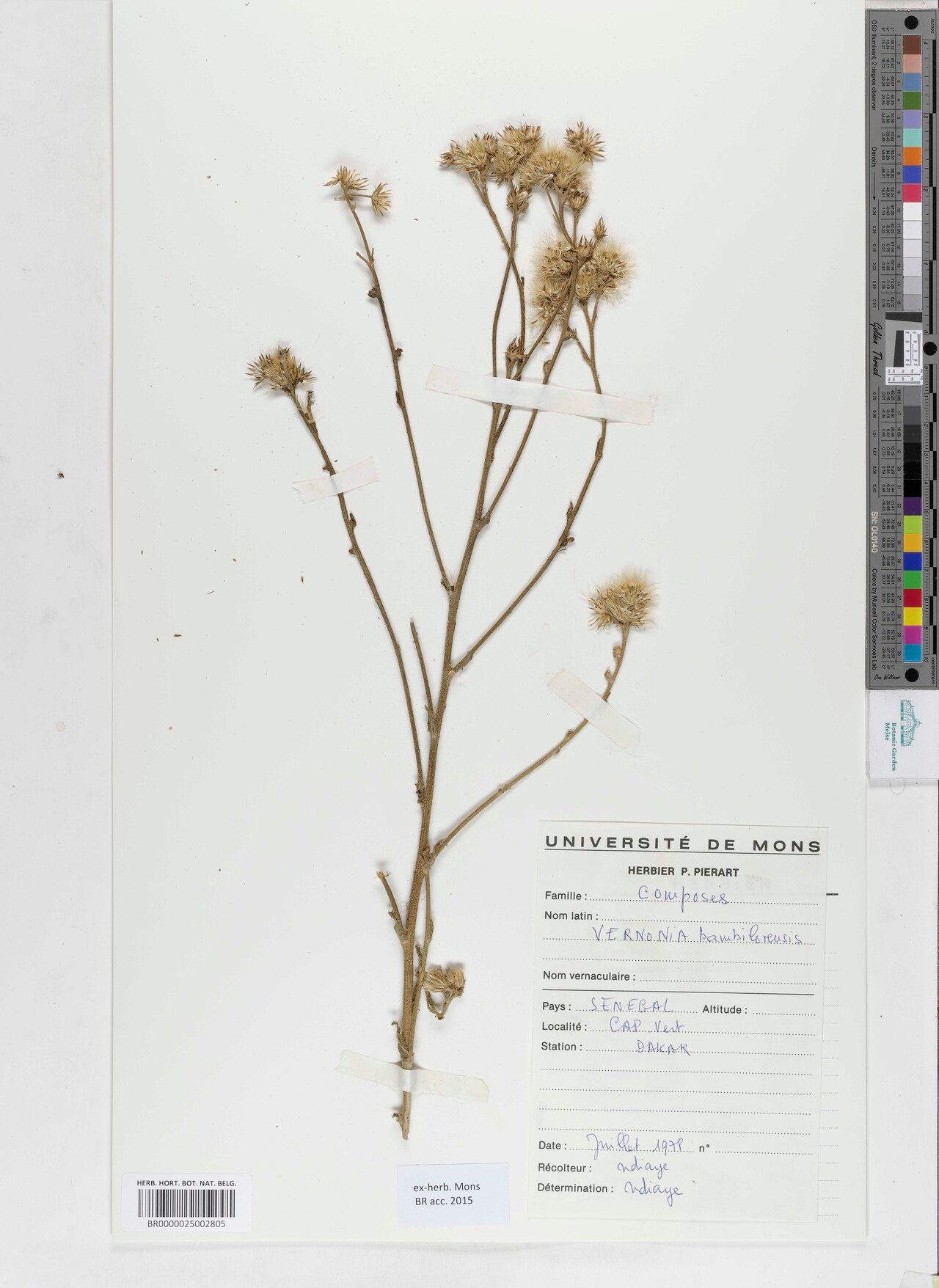 Vernonia bambilorensis — houseplant care guide