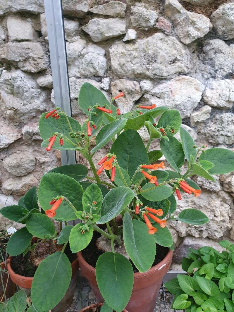 Sinningia lineata — search result for 'Sinningia'