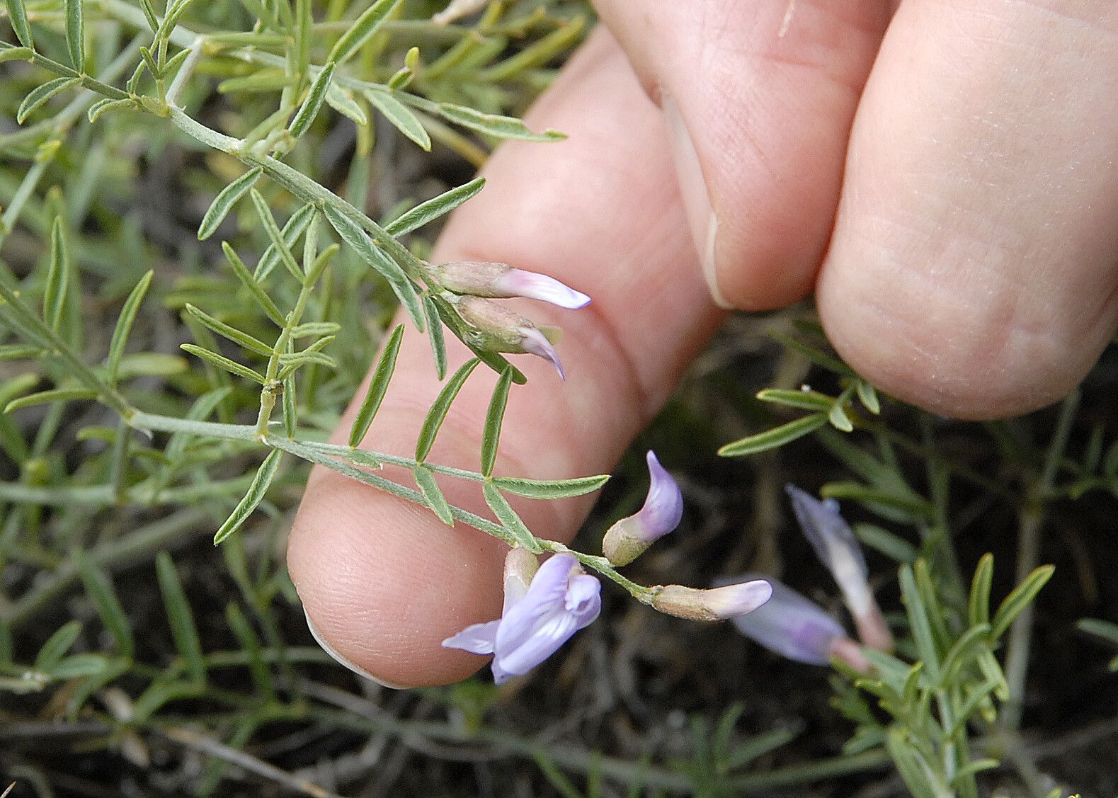 Astragalus arenarius flower