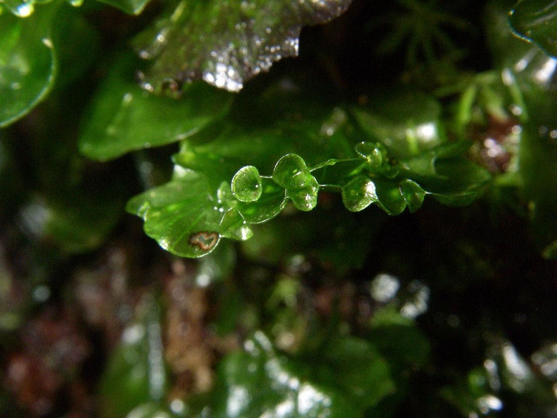 Trichomanes godmanii other