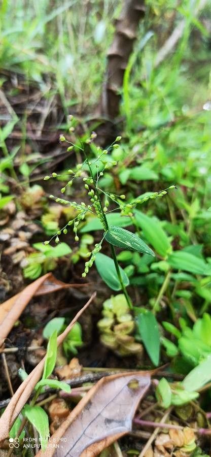 Brachiaria ramosa — search result for 'Panicum'