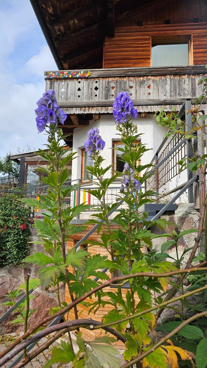 Aconitum fischeri — search result for 'Aconitum'