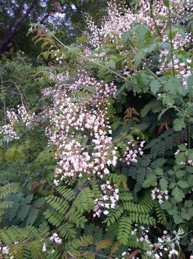 Pterolobium hexapetalum flower