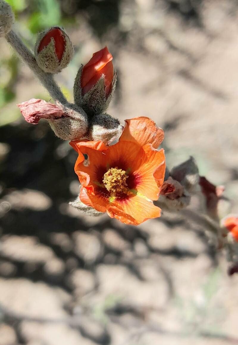 Sphaeralcea crispa flower