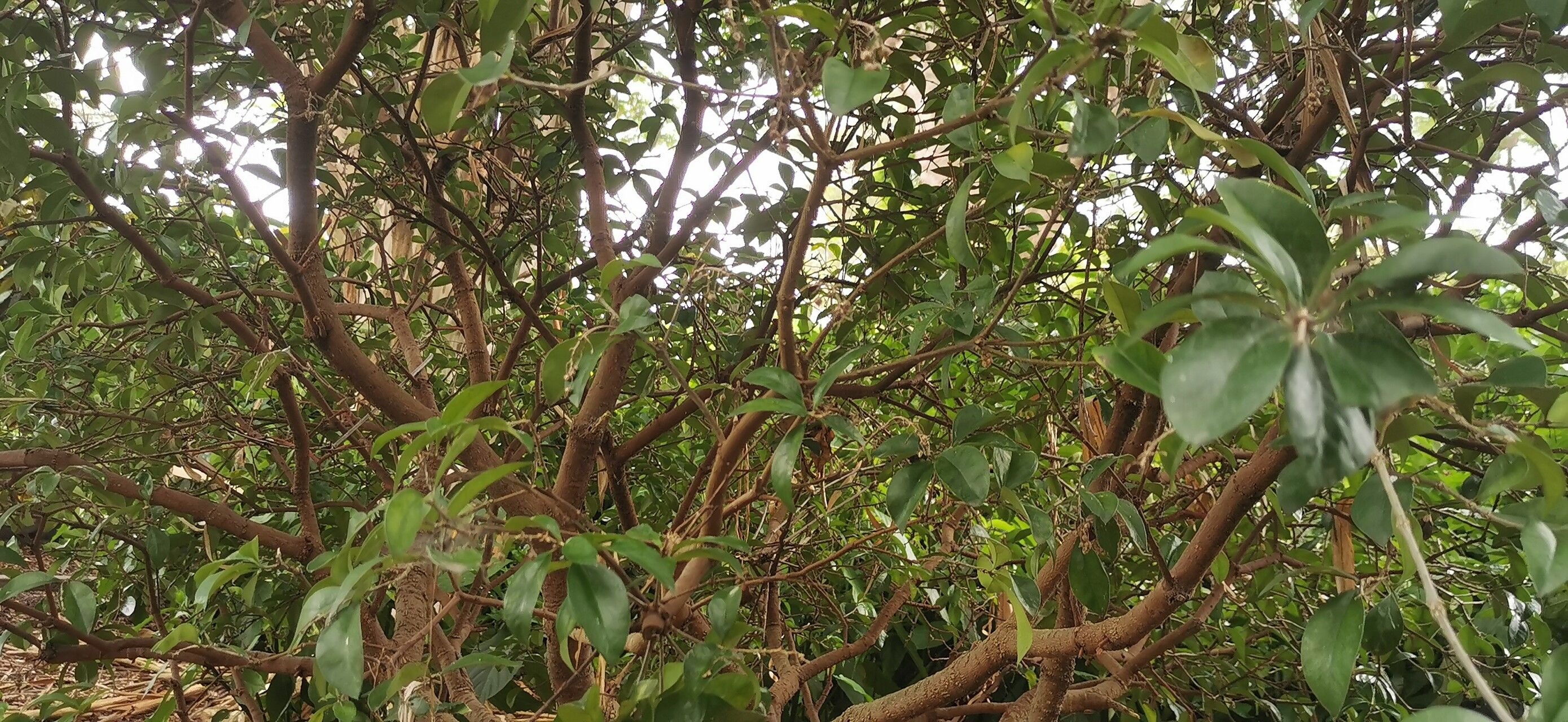 Eugenia axillaris leaf