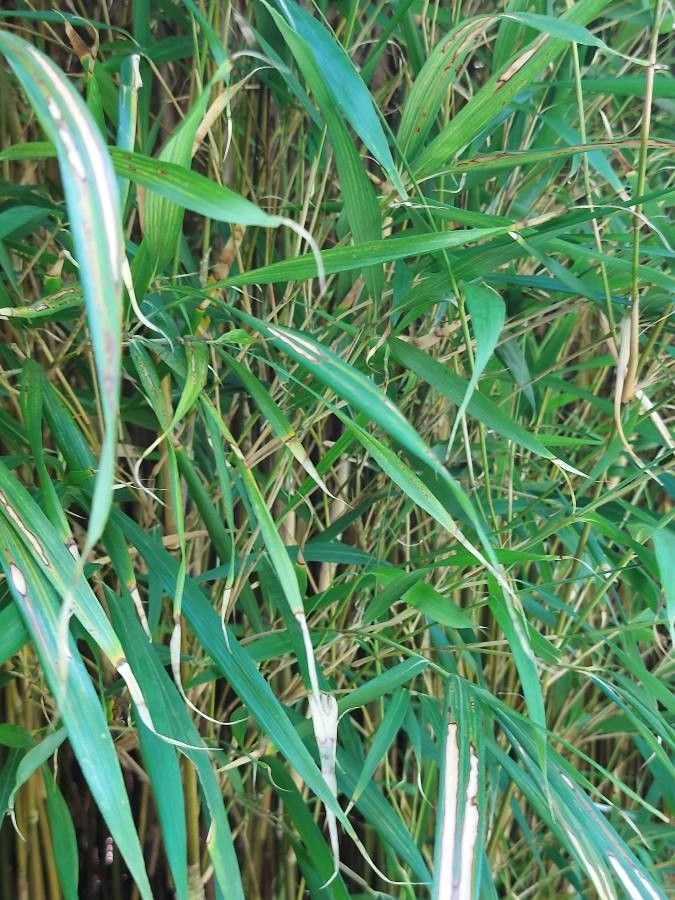 Chimonobambusa quadrangularis — search result for 'Bamboo'