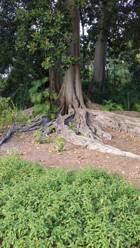 Ficus menabeensis habit