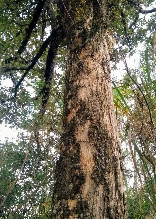 Tabebuia roseoalba bark