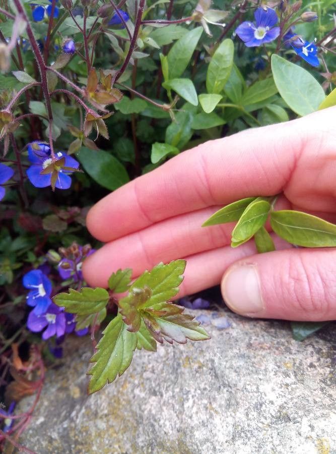 Veronica peduncularis leaf