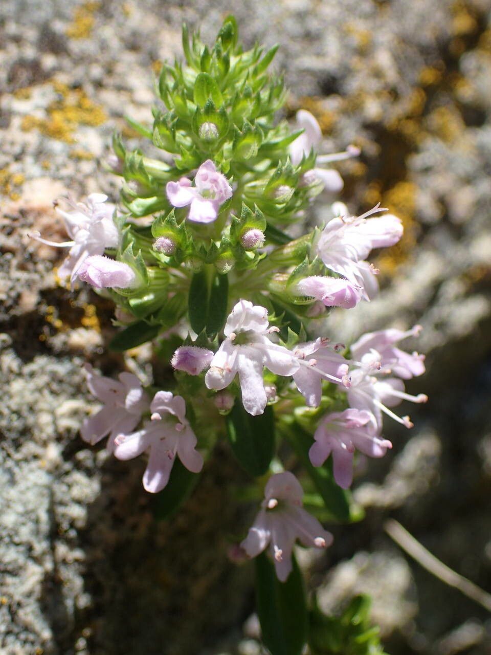 Thymus nitens flower