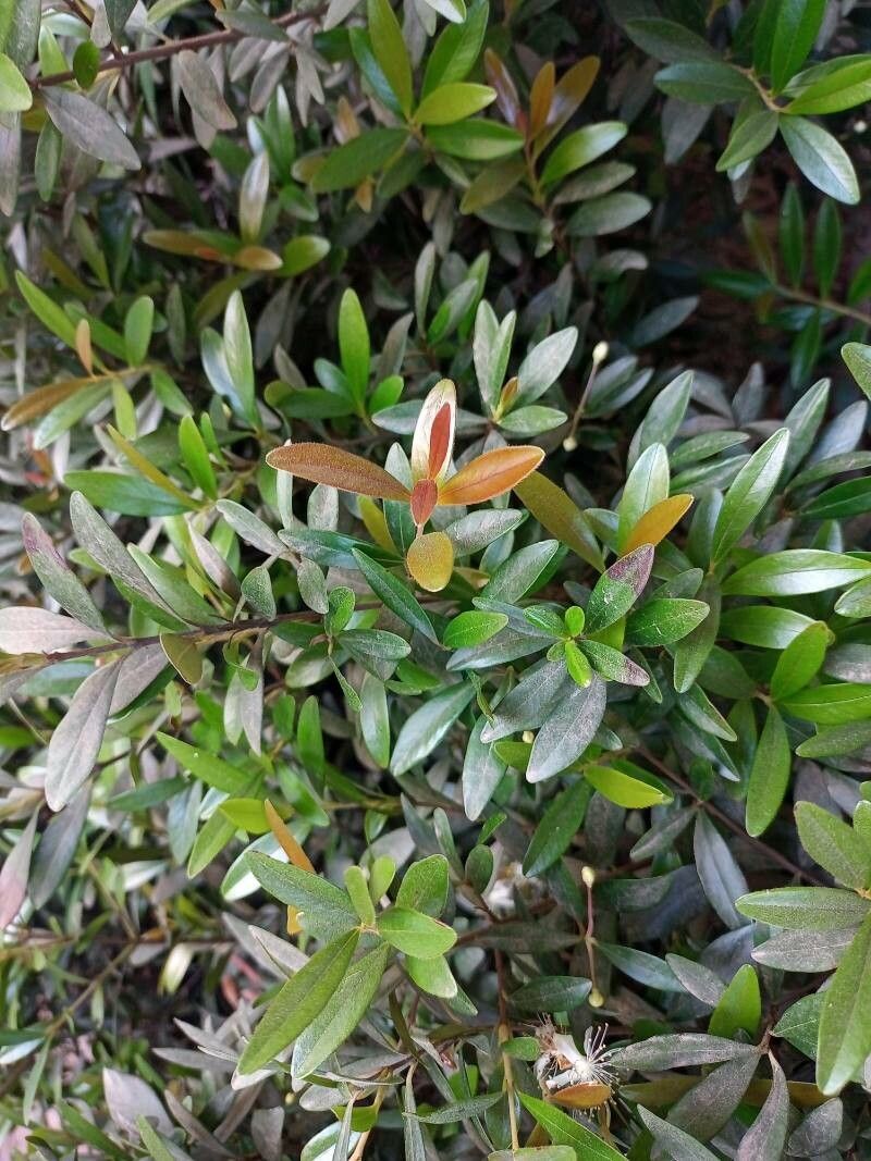 Syzygium grijsii leaf