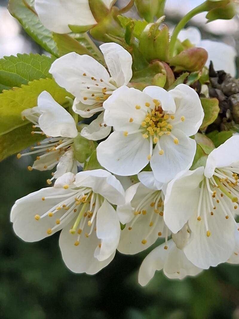 Prunus × gondouinii flower
