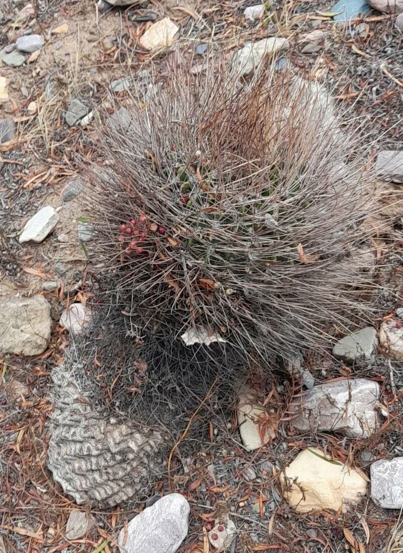Aylostera einsteinii habit