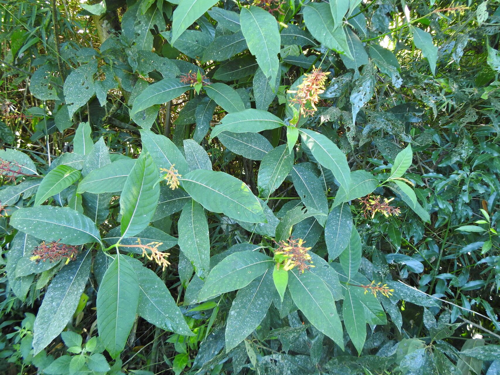 Palicourea macrobotrys habit