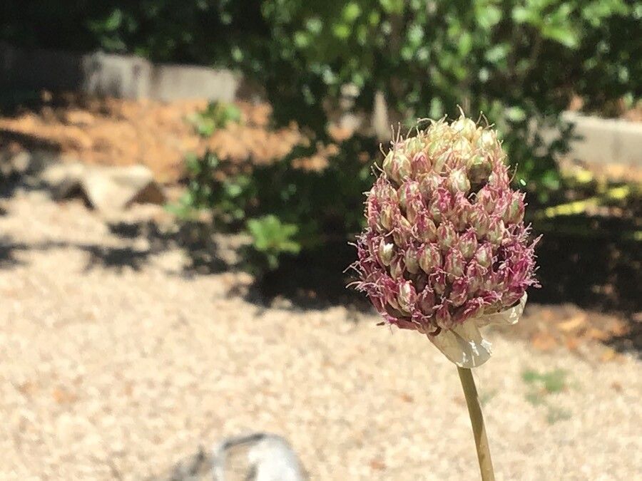 Allium grosii — houseplant care guide