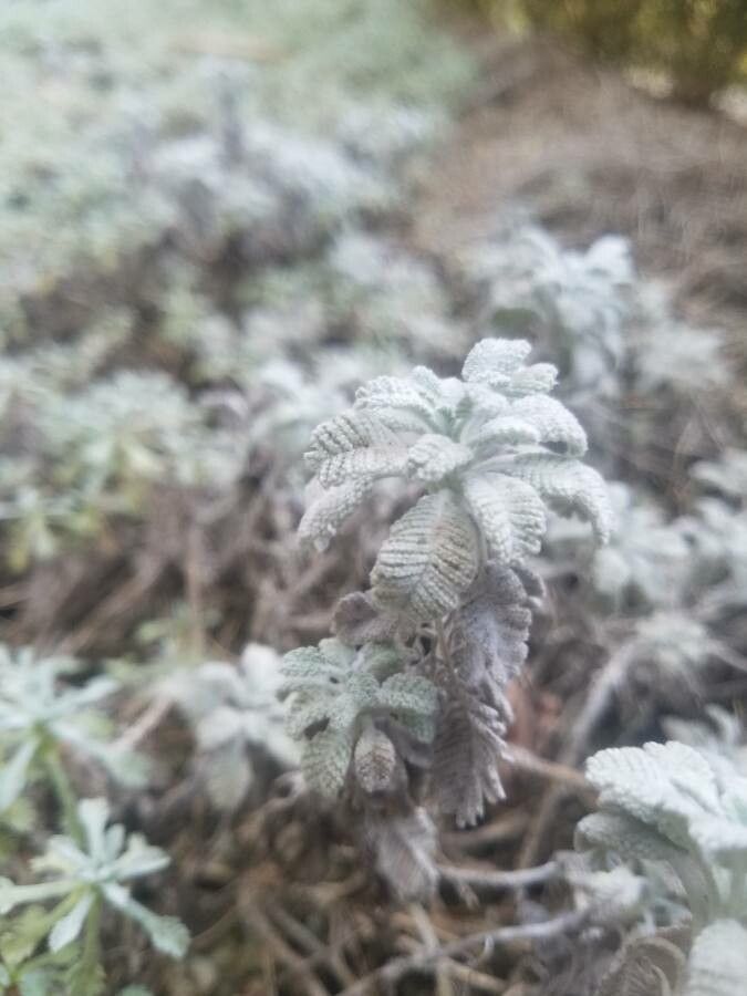 Tanacetum haradjanii habit