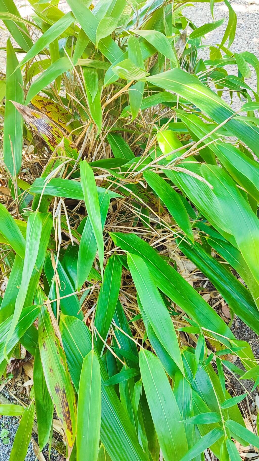 Sasa veitchii habit