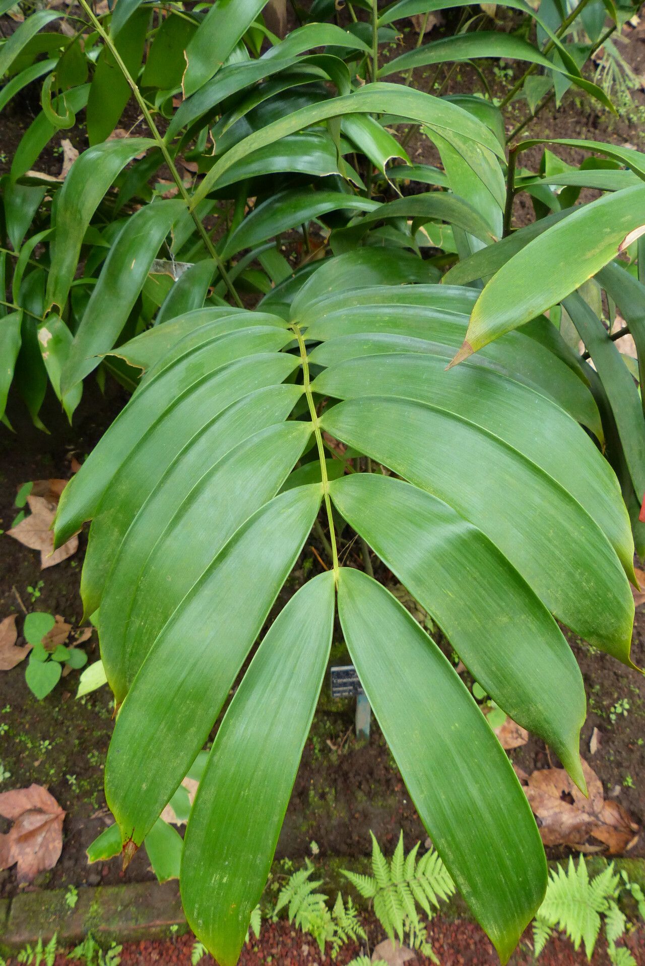 Ceratozamia huastecorum leaf
