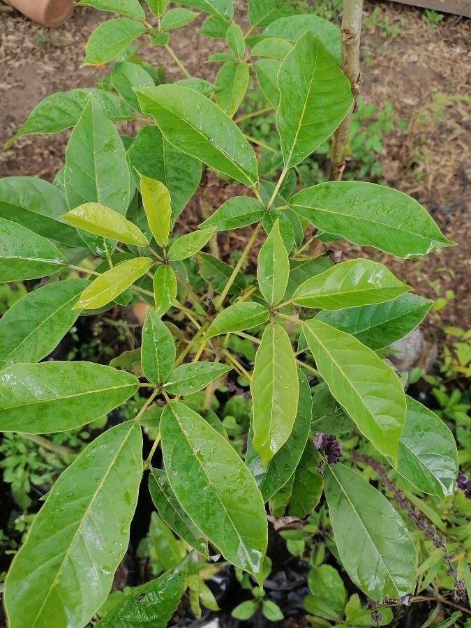 Tabebuia rosea — search result for 'Tecoma'