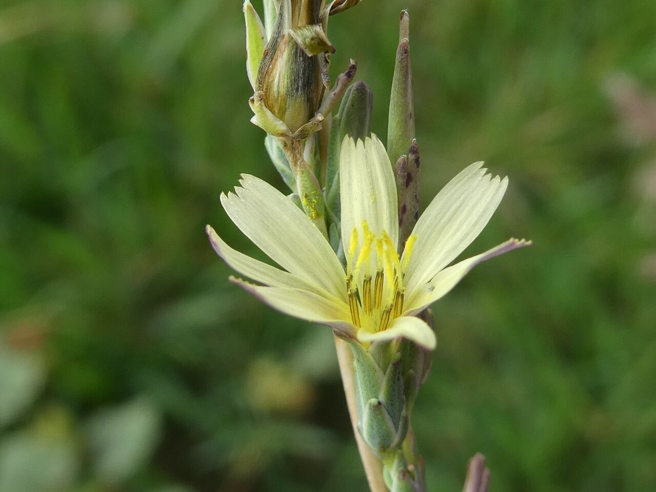 Lactuca saligna flower