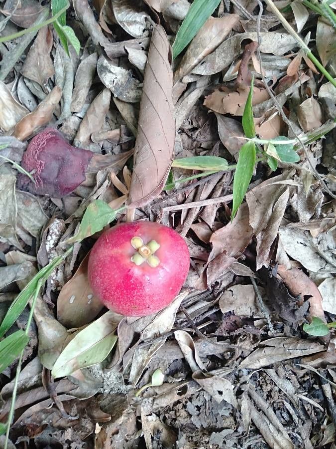 Garcinia indica fruit