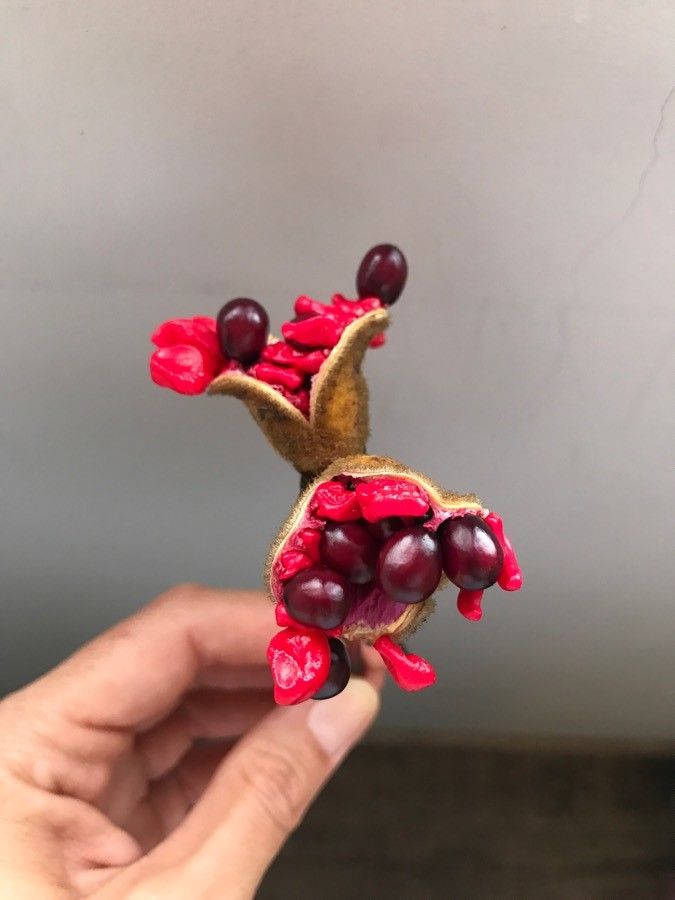 Paeonia broteri fruit