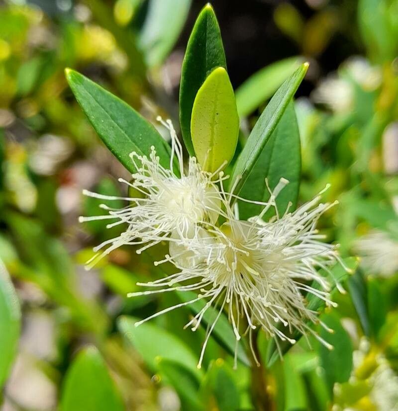 Myrceugenia chrysocarpa flower