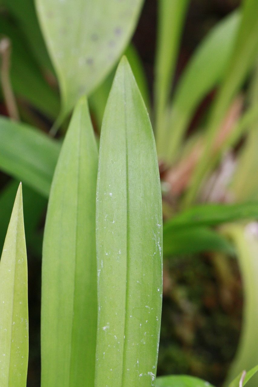 Warczewiczella discolor — search result for 'Honduras'